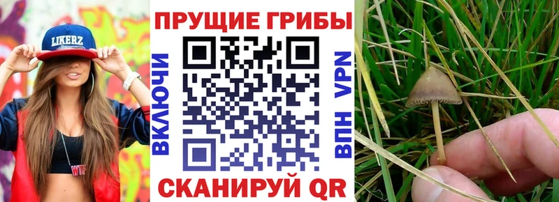 купить наркотик  Кочубеевское  Галлюциногенные грибы Magic Shrooms 